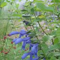 Salvia ianthina fleur